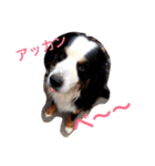 バーニーズの1日（個別スタンプ：20）