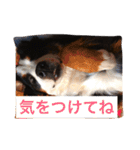 バーニーズの1日（個別スタンプ：25）