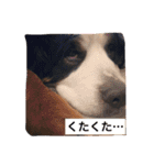 バーニーズの1日（個別スタンプ：26）