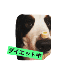 バーニーズの1日（個別スタンプ：27）