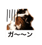 バーニーズの1日（個別スタンプ：30）