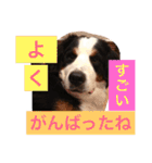 バーニーズの1日（個別スタンプ：36）