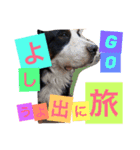 バーニーズの1日（個別スタンプ：37）