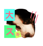 バーニーズの1日（個別スタンプ：38）