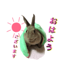うさぎのチョコちゃん（個別スタンプ：1）