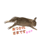 うさぎのチョコちゃん（個別スタンプ：3）