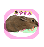 うさぎのチョコちゃん（個別スタンプ：4）