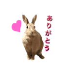 うさぎのチョコちゃん（個別スタンプ：8）