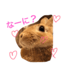 キナコ 1（個別スタンプ：1）