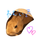 キナコ 1（個別スタンプ：2）