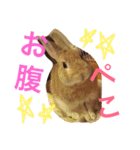 キナコ 1（個別スタンプ：4）