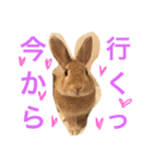 キナコ 1（個別スタンプ：7）