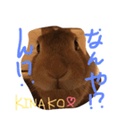 キナコ 1（個別スタンプ：9）