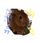キナコ 1（個別スタンプ：11）