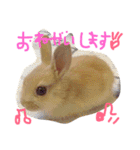 キナコ 1（個別スタンプ：12）