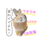 キナコ 1（個別スタンプ：13）