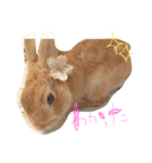 キナコ 1（個別スタンプ：26）