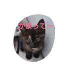 Oh！ Cats！（個別スタンプ：1）