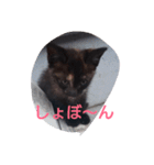 Oh！ Cats！（個別スタンプ：2）