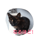 Oh！ Cats！（個別スタンプ：3）