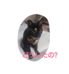 Oh！ Cats！（個別スタンプ：4）