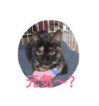 Oh！ Cats！（個別スタンプ：5）