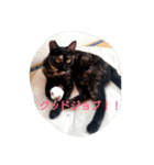 Oh！ Cats！（個別スタンプ：6）