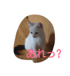 Oh！ Cats！（個別スタンプ：7）