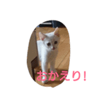 Oh！ Cats！（個別スタンプ：8）