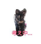 Oh！ Cats！（個別スタンプ：9）