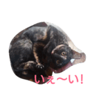 Oh！ Cats！（個別スタンプ：10）