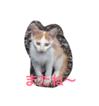 Oh！ Cats！（個別スタンプ：11）