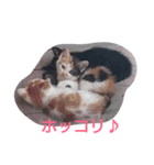 Oh！ Cats！（個別スタンプ：12）