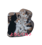 Oh！ Cats！（個別スタンプ：13）