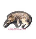 Oh！ Cats！（個別スタンプ：14）