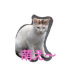Oh！ Cats！（個別スタンプ：15）
