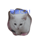 Oh！ Cats！（個別スタンプ：16）