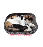 Oh！ Cats！（個別スタンプ：18）