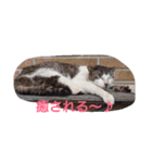 Oh！ Cats！（個別スタンプ：19）