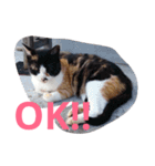 Oh！ Cats！（個別スタンプ：20）