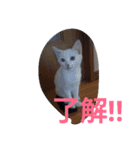 Oh！ Cats！（個別スタンプ：21）