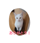 Oh！ Cats！（個別スタンプ：22）