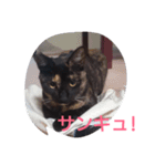 Oh！ Cats！（個別スタンプ：23）