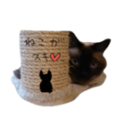 シャム猫（個別スタンプ：1）