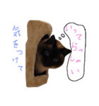 シャム猫（個別スタンプ：2）