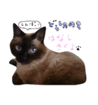 シャム猫（個別スタンプ：5）