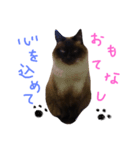 シャム猫（個別スタンプ：6）