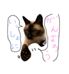 シャム猫（個別スタンプ：7）