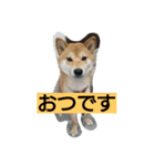 柴犬ししまる（個別スタンプ：1）