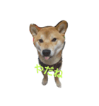 柴犬ししまる（個別スタンプ：2）